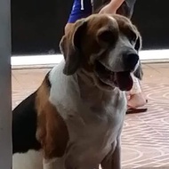 anjing beagle