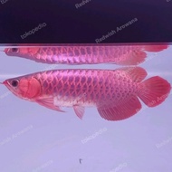 ikan arwana super red 40 cm spesial