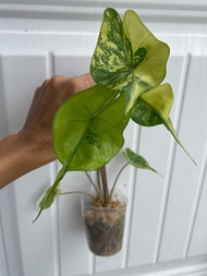 bibit bonggol alocasia stingray Variegata / alokasia ekor pari