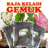 Baja Keladi Viral Cepat Gemuk, Subur, Daun Kembang & Warna Terang 1.5kg