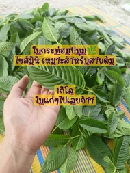 🌿ใบปทุม ไซส์เล็กเล็ก💥1กิโล/ครึ่งกิโล เหมาะกับสายต้ม ยัน💯% แน่นอน ใบมีปัญหาเคลมได้ 100% #กระท่อม