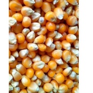 ((CapCuss)) Biji Jagung Popcorn Kering 1kg/Jagung manis Popcorn