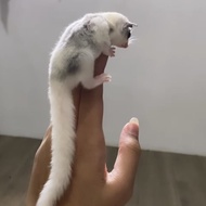 BERKUALITAS sugar glider platmos / platinum mozaik female