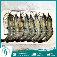 Tiger Prawn 老虎虾 Udang Harimau (700gm+-/Block) | Rhumajaya Seafood