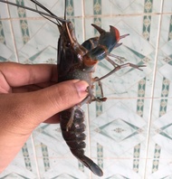 lobster air tawar konsumsi hidup