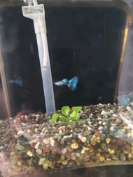 AAA Guppy Moscow Blue（male＆female）