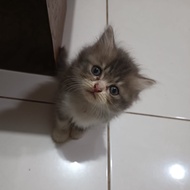 Lepas Adopsi Kucing Persia Kitten abu abu cakep banget