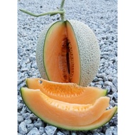 BENIH ROCK MELON F1 REDLAND 100 BIJI