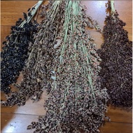 German Hybrid Sudangrass x Sorghum - 2024 Harvest
