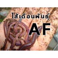 [ถูกสุด🇹🇭✅][ถูกสุด]️African Nightcrawlers,ไส้เดือนเอเอฟ ,ไส้เดือนaf[ถูกสุด][ถูกสุด🇹🇭✅]