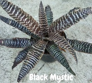 Cryptanthus Black Mystic with FREE white plastic pot, pebbles and garden soil (Live plant and Indoor plant)