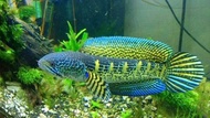 Channa Cobra 11inch 眼镜蛇雷龙