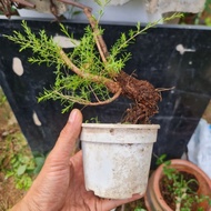 bonsai material cucur atap coreng atap