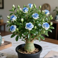 Double Petal Old Pile Desert Rose Potted Plant Four Seasons Blossoming Good Raising Indoor Multicolo
