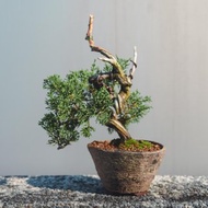 漂亮扭轉小品真柏盆栽 松柏迷你盆栽 植栽 手工盆小盆栽