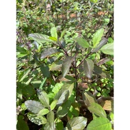 Purple basil plant pot