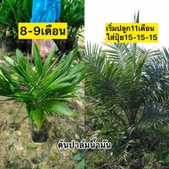 ต้นปาล์มน้ำมันยังกัมบิML161(อายุ8-9เดือน5ต้น)ไม่เป็นโรคมีใบรับรองสายพันธุ์คุณสมบัติ ลูกดกทางสั้นกะลา