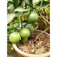 Pokok Buah Limau Sunkist Bali