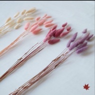 Dried Flower | Lagurus | Bunny Tail | Bunga Kering - white