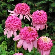 Aamish 5pcs Echinacea 'Secret Passion' Flower Seeds: Only seeds