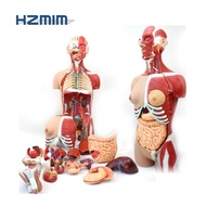 Human anatomical model, anatomy demonstration model