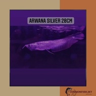 Siap Kirim - ikan arwana silver brazil serat merah size ±20cm