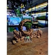 Crescent Moon Aquascape Decoration With Bonsai