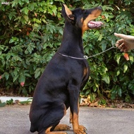 WKPFR893 Pet Pincher Chain Pet Training Supplies Hot Pet Show Collar Snake Chain