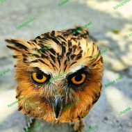 buffy fish owl burung hantu bufy bafy jinak