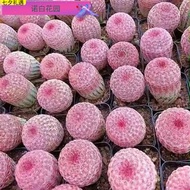 Plants that are truly alive 活着的植物Beijing Kara Red Sun Succulent Plant Flowering Cactus Ball Nourishi
