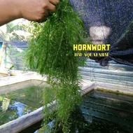 🔥 READY STOCK 🔥/Aquarium Live Plants -Hornwort/Rumpai Air Ekor tupai/aquatik