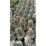 Apollo cactus, mini cactus,/ cactus, cactus plant, cactus flower