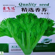 现货香芥菜种子香香菜饺子馅梅干菜种籽特色香芥菜种子农家田园蔬菜孑Fragrant mustard seed, fragrant cilantro dumpling filling, preserved