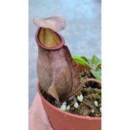 nepenthes distillatoria