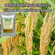 Benih bibit padi Ciherang mutiara