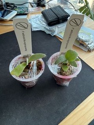 PN月光孢子苗鹿角蕨爪哇platycerium willinckii pn moonlight sporeling