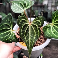 Anthurium Ganesha