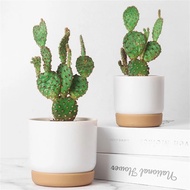 MISUPS Cactus Green Plant Succulent Plants With Drainage Hole Self Watering Flower Pot Flower Containers Indoor Orchid Pots