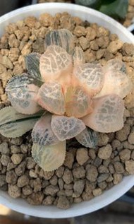 糊斑摩多錦(多肉植物，塊根植物，球根植物，龍舌蘭，大型多肉植物，仙人掌，仙人球，仙人頭，石化，綴，菊水，海鮮，草球，牡丹，玉露，室內外，戶外，夠光)