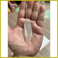 ◙ ➷ ↕ Mutya ng Linta Clear with oracion
