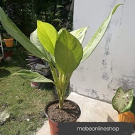 ℗(4) Aglaonema Varieties Uprooted Live Plants (LUZON ONLY)