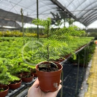 TKL - Araucaria Cunninghamii 南洋杉/圣诞树🎄