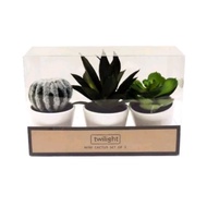 Informa cactus plant decoration