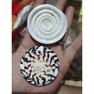 Mandau dayak sulau