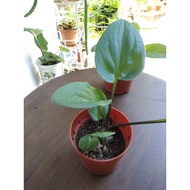 (Live Plant) Driminopsis maculata / Afican hosta / Keladi katak