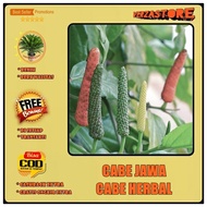 Biji Benih Cabe Herbal Cabe Jawa / 10 biji