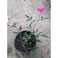 Anak pokok Bunga ros mini pink