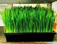 (grocoseeds) Wheat Wheatgrass Catgrass Cat Grass 1/2 Lb Seeds