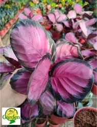 Calathea Crimson Red with FREE plastic pot, pebbles and garden soil (5 STOCK ONLY)