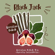 BLACKJACK/ Fig Cuttings/ Keratan Batang Pokok Tiin